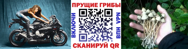 Псилоцибиновые грибы GOLDEN TEACHER Микунь